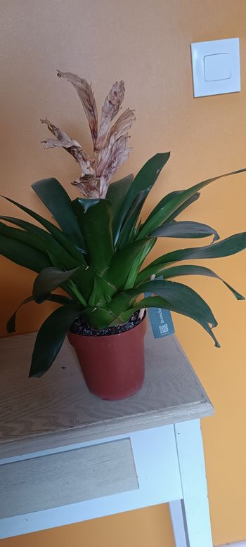 Plante Bromelia