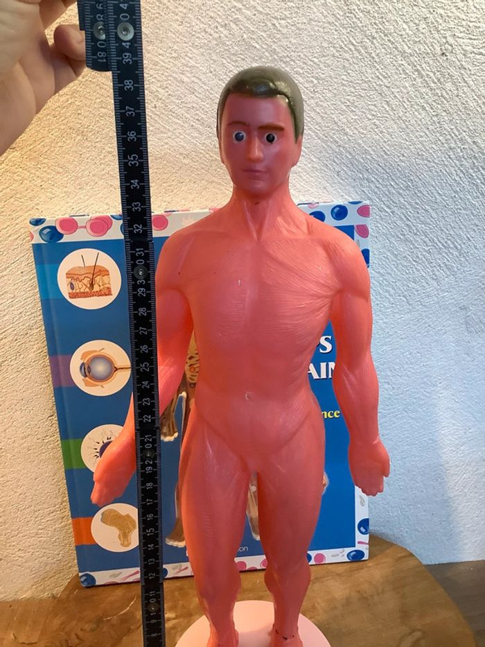 Figurine et livre sur le corps humain - photo numéro 8