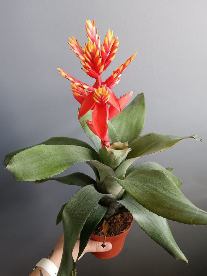 Broméliacée