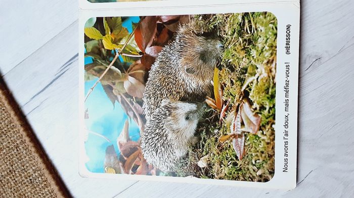 Livre vintage 1980 Hemma, animaux de la forêt, Autour de nous - photo numéro 3