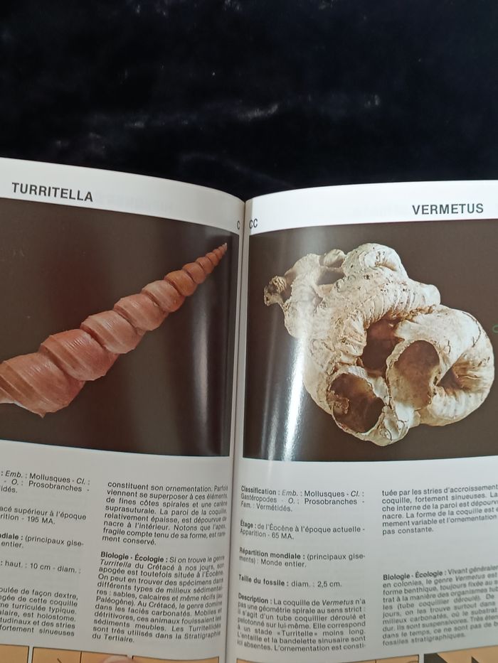 Les fossiles guide encyclopédique - photo numéro 9