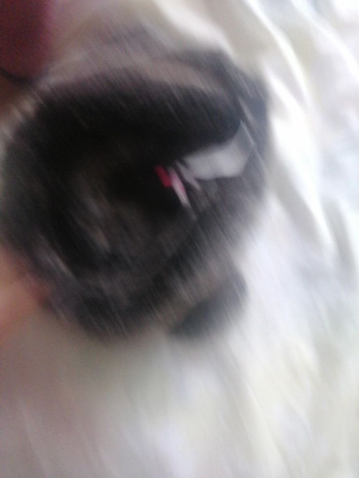 Bonnet 53 - photo numéro 3