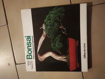 Bonsai arbre miniature japonais