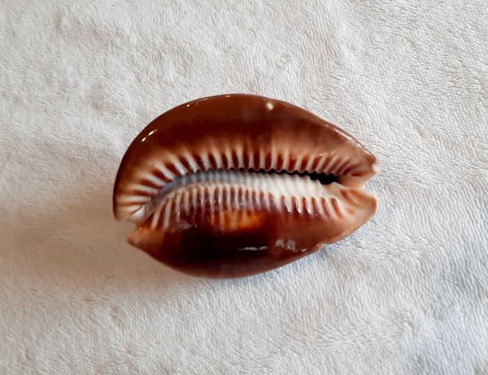 Coquillage - photo numéro 10