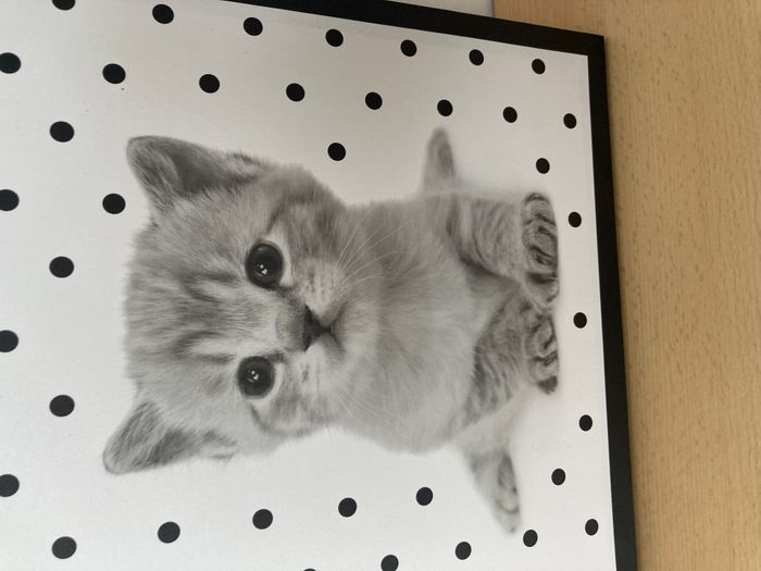 tableau chat - photo numéro 3