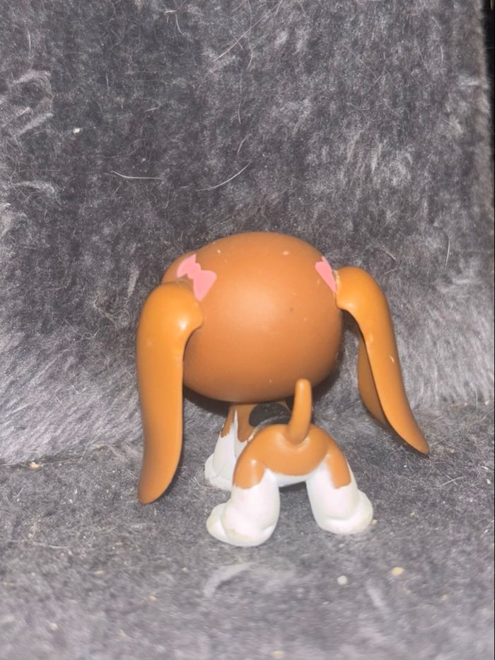 basset hound #502 - photo numéro 3