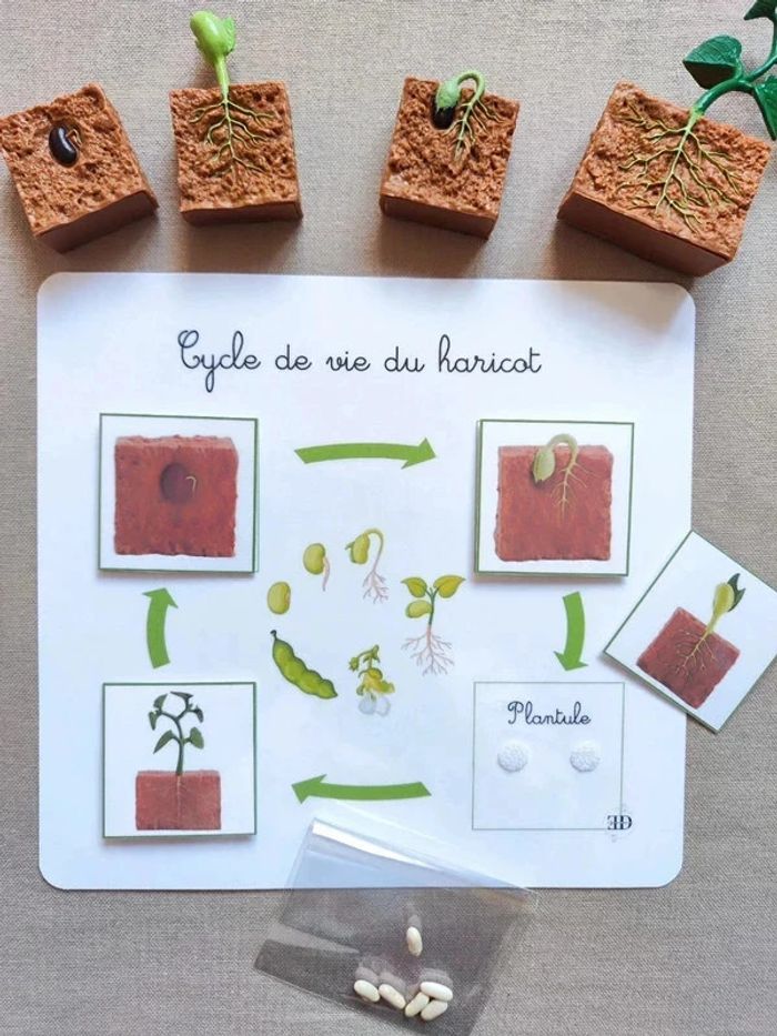 Kit cycle de vie d'une haricot + véritables graines Montessori - photo numéro 2
