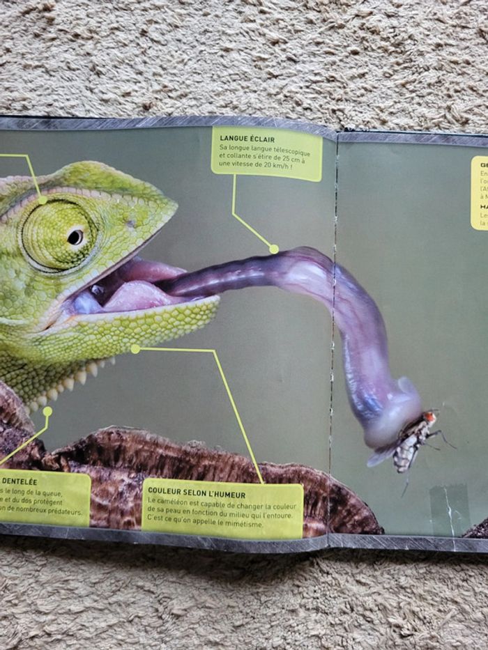 Livre documentaire enfants Zoom sur les animaux d'Afrique - photo numéro 11