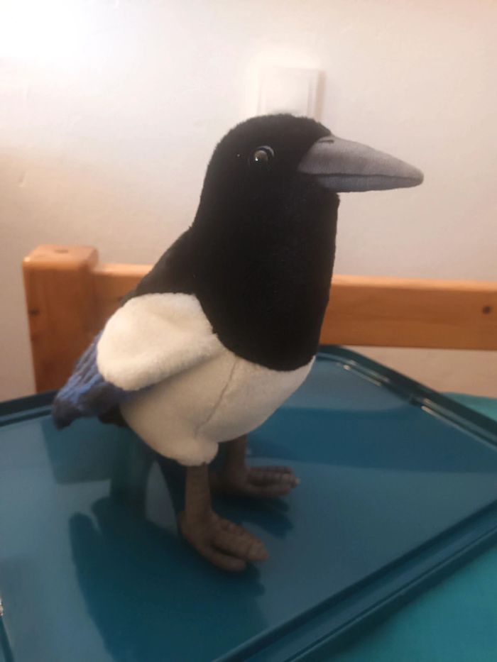 Magnifique oiseau pie magpie bird hansa animaMagnifique oiseau pie magpie bird hansa anima - photo numéro 9