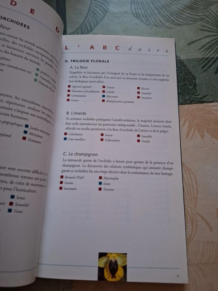 L' ABCdaire des orchidées - photo numéro 5