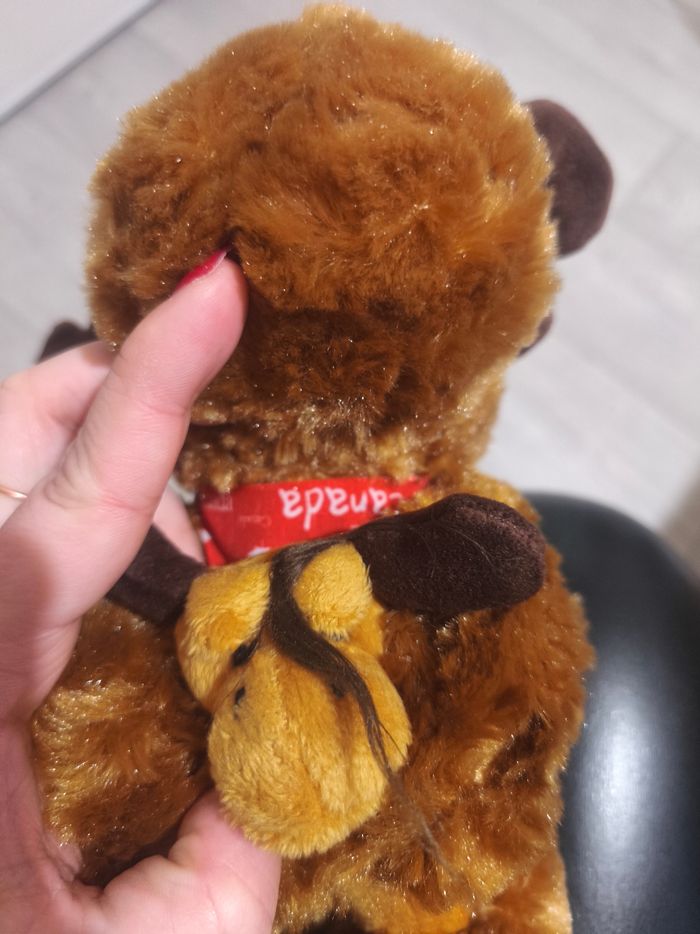 Renne / caribou canada - photo numéro 3