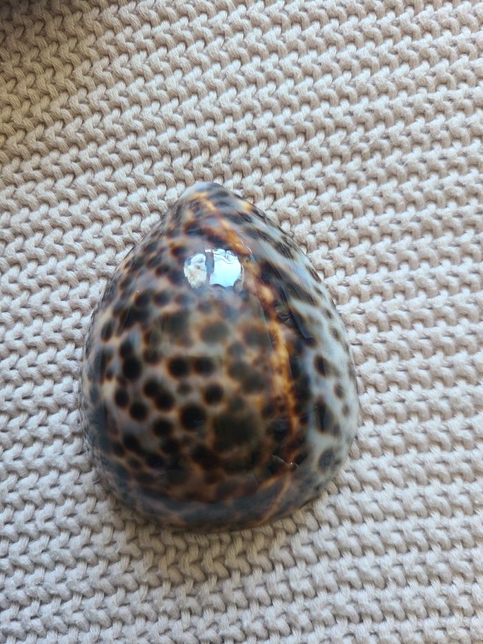 Coquillages d’allaitement taille L – Irréversible Bijoux - photo numéro 7