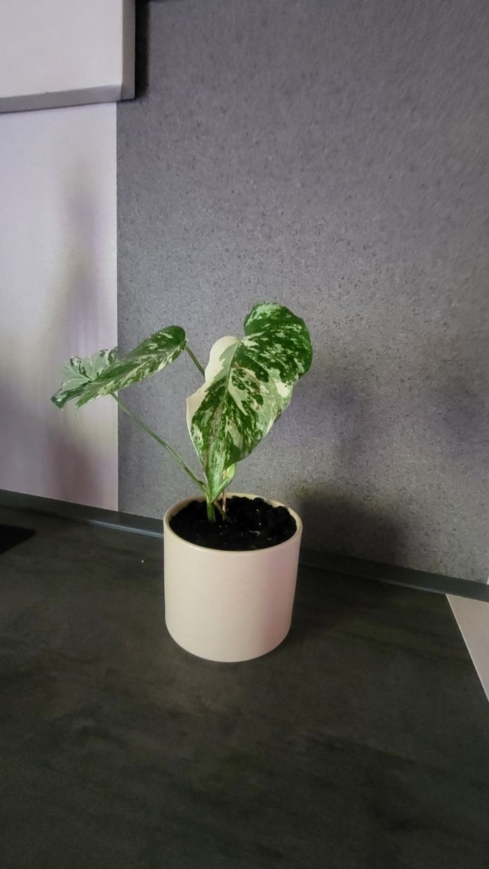 Monstera variegata - photo numéro 7