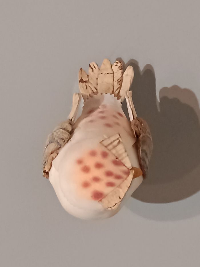 Chouette pince - photo numéro 10