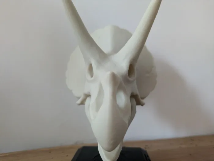 Crâne de triceratops sur socle - photo numéro 13