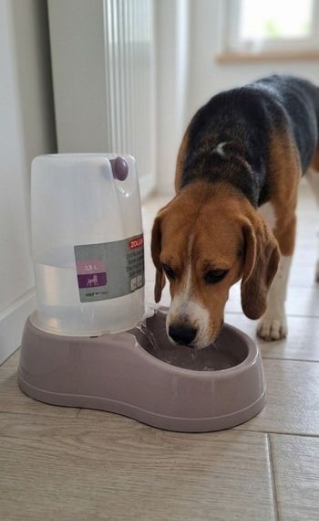 Distributeur d'eau Zolux 3,5L pour chien/chat