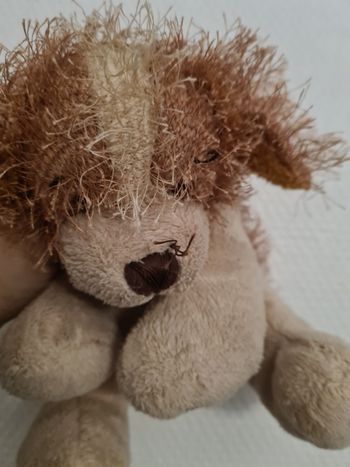 Peluche beige