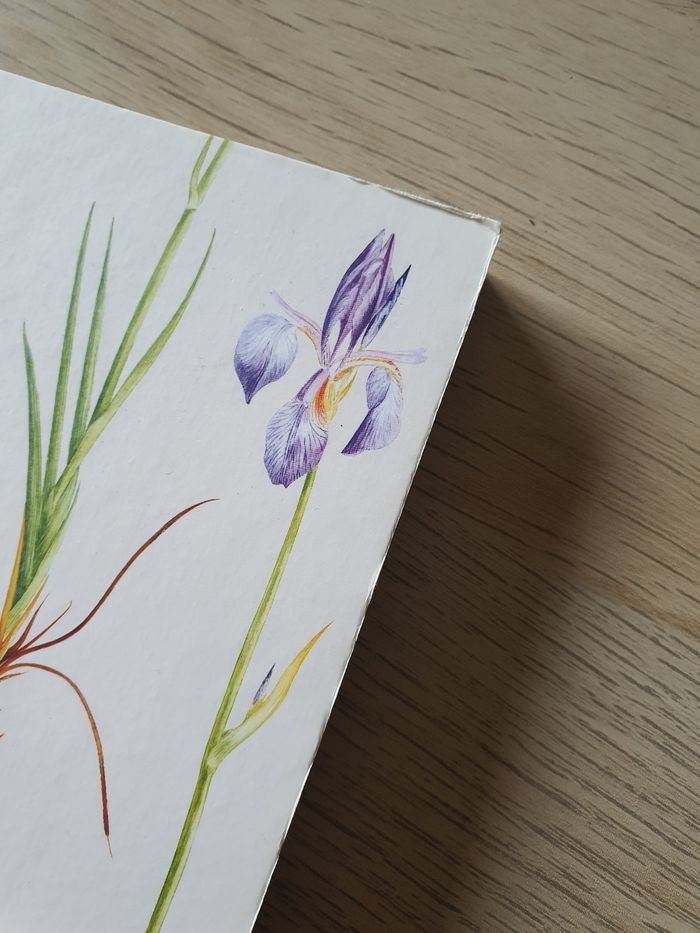 Livre "Fleurs du jardin à colorier" Larousse neuf - photo numéro 4