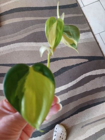 Pothos zebrina