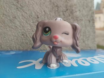 petshop épagneule