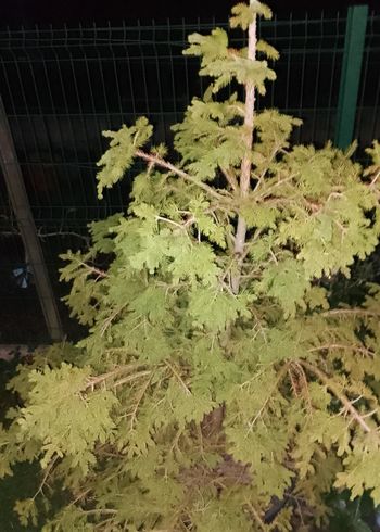 Sapin (épicéa) avec racine