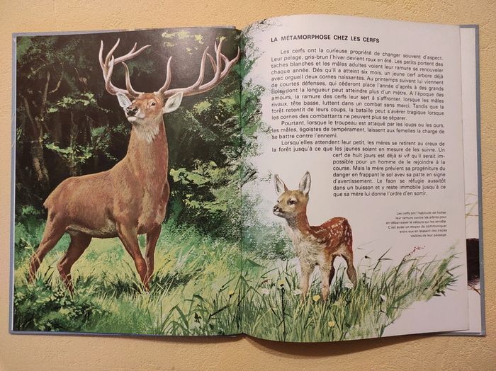 Les petits des animaux des bois - photo numéro 2