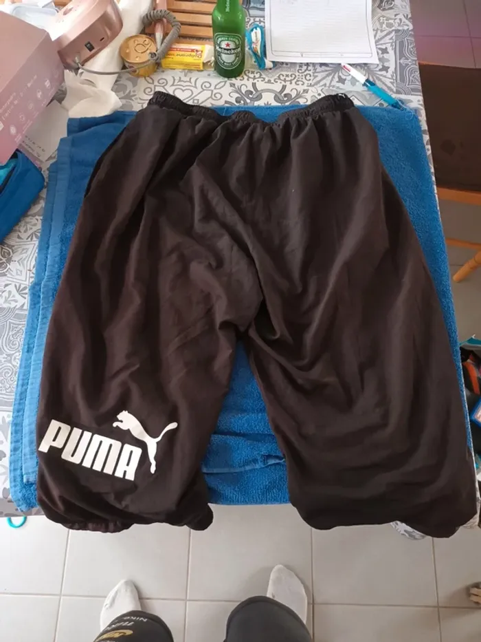 Short puma