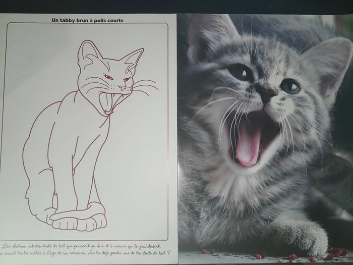 posters à colorier les chatons - photo numéro 5