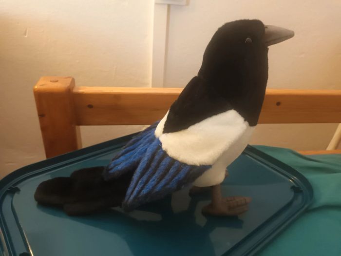 Magnifique oiseau pie magpie bird hansa animaMagnifique oiseau pie magpie bird hansa anima