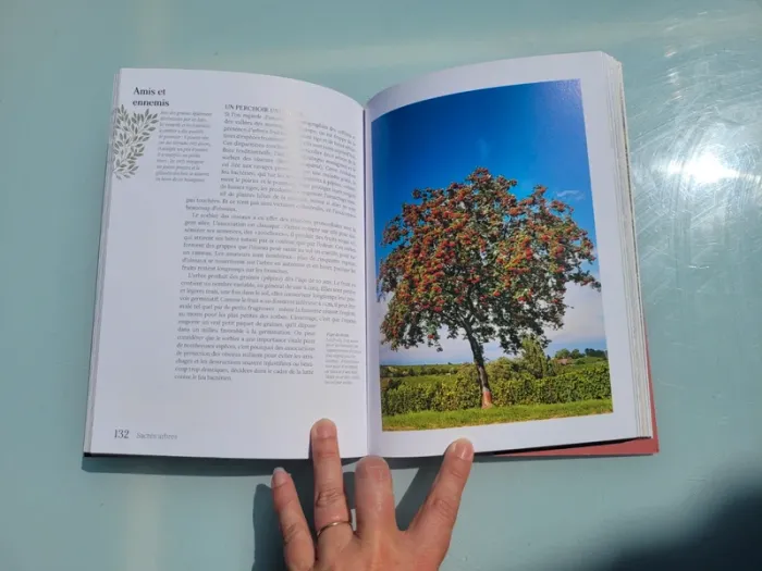 Livre 🌳 Sacrés Arbre🌴 Michel Beauvais (92) - photo numéro 5