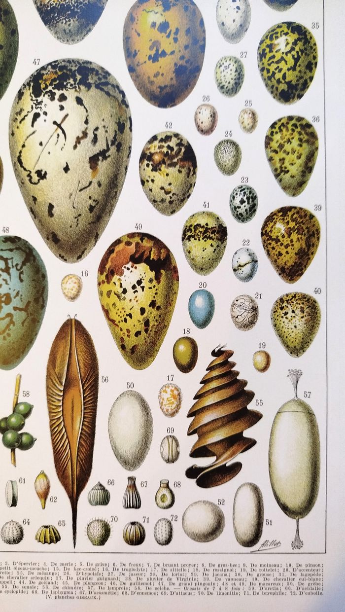 Affiche sur les oeufs, d'après une lithographie de 1928 - photo numéro 5