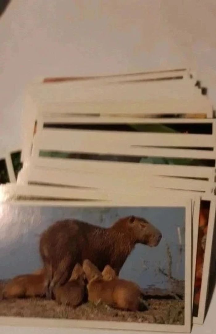 Lot de 10 images Jungle mania