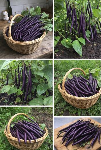 12 graines haricot violet + 31 variétés disponible 