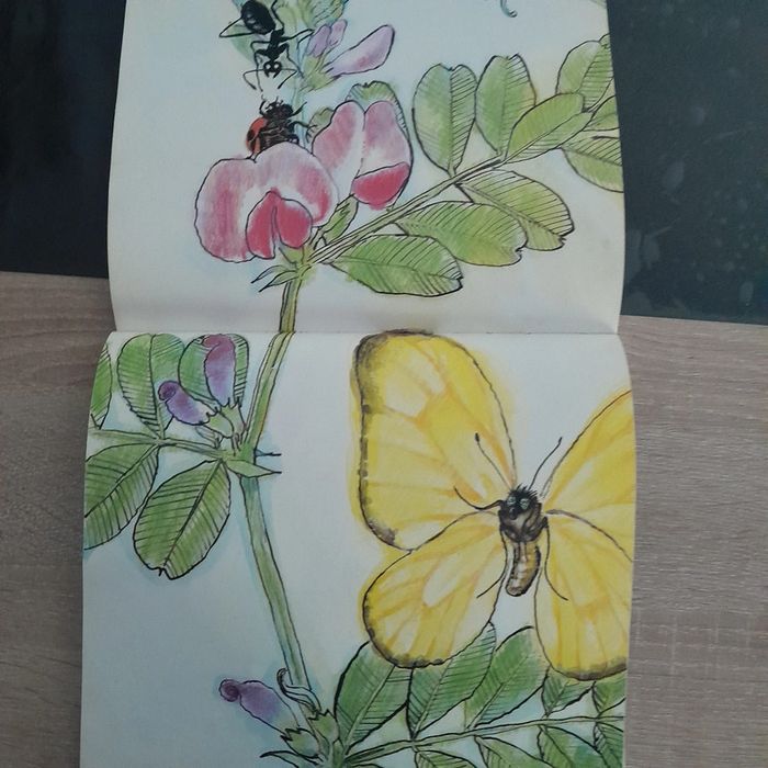 Album école des loisirs Je suis une coccinelle - photo numéro 4