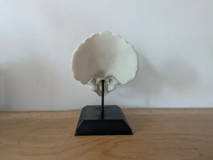 Crâne de triceratops sur socle - photo numéro 8