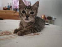 profil
