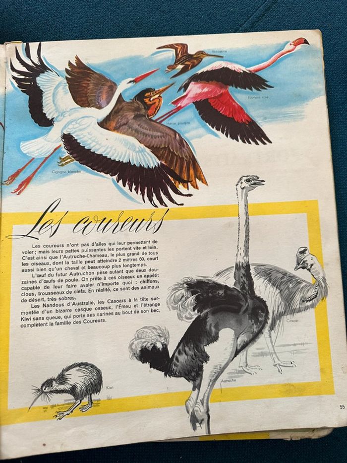 Grand album Hachette livre encyclopédie couleurs Le Monde des Animaux Pierre Probst (Caroline) - photo numéro 8