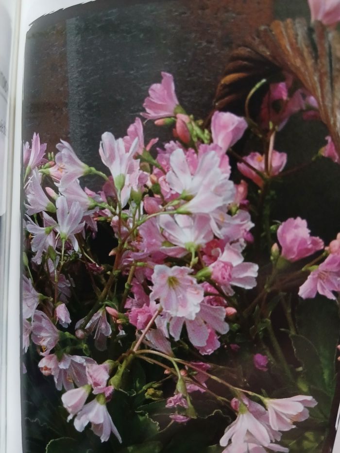 Neuf: Livre " Fleurir son balcon" Jardinage pratique - photo numéro 7