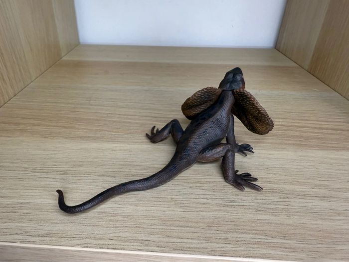 Lézard à collerette papo - photo numéro 2
