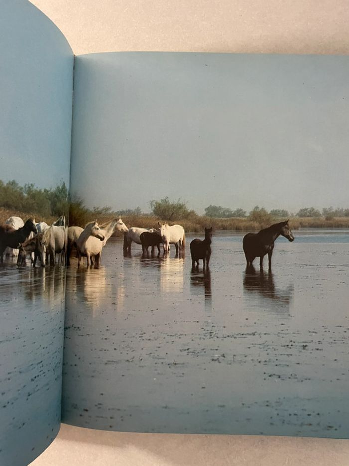 Le cheval et nous - photo numéro 4