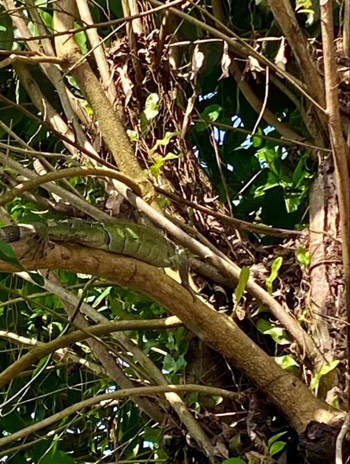 Doudoune Fila - photo numéro 4