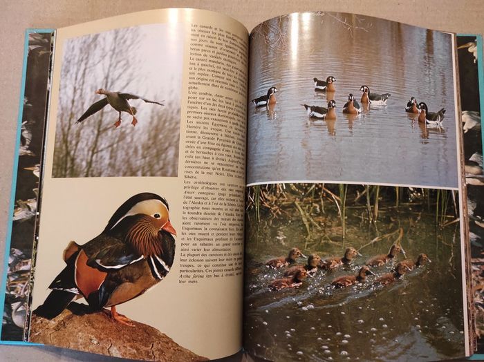 La Passion des Oiseaux - photo numéro 4