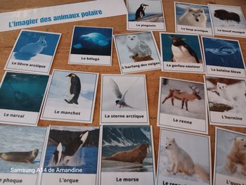 Imagier les animaux polaires