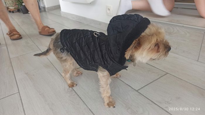 Doudoune imperméable avec capuche pour très petit chien - photo numéro 3
