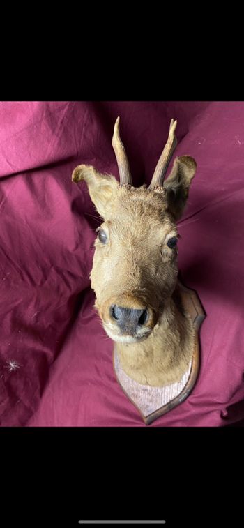 Lot  vintage animaux empaillés