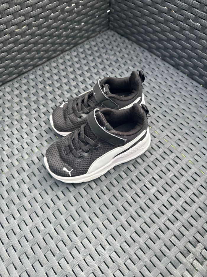 Puma bébé