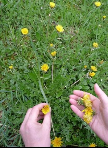 1545  Graines de PISSENLIT non traitées sauvage Taraxacum Officinale