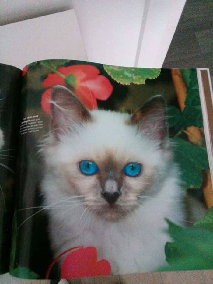 Sublimes chats - photo numéro 3