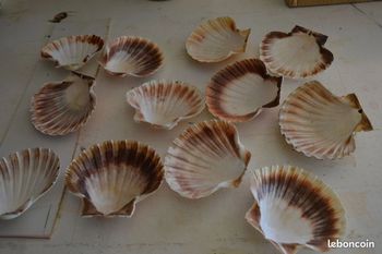 lot 25 coquilles St Jacques