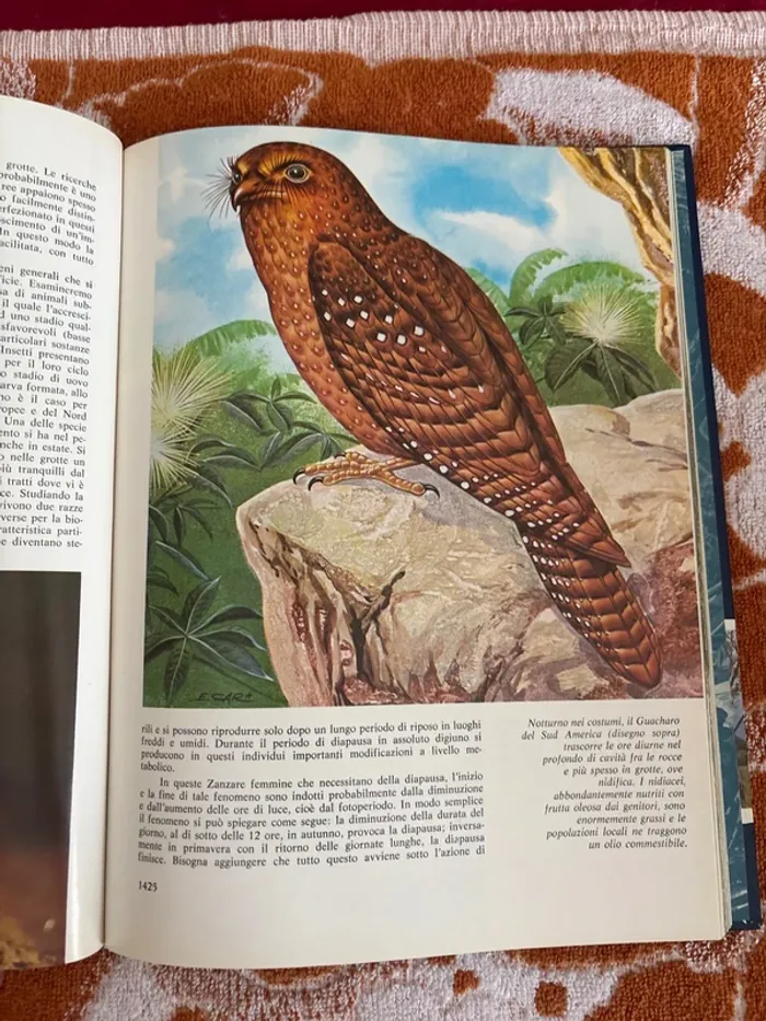 Bel meraviglioso regno d’église animali - photo numéro 3
